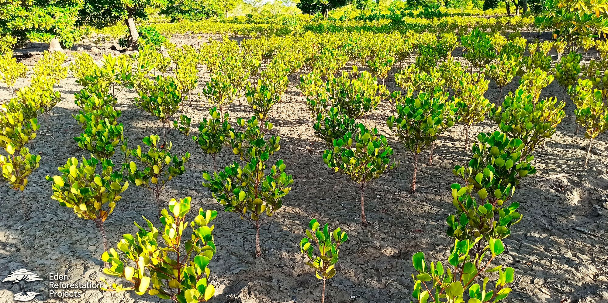 Mangrove seedlings planted by Eden Reforestation Projects